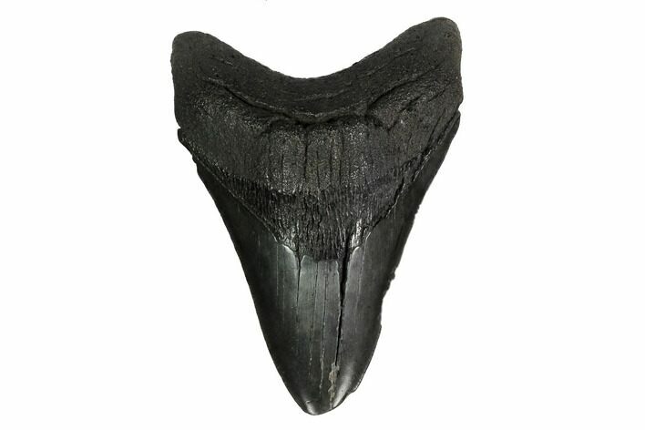 Fossil Megalodon Tooth - South Carolina #167994